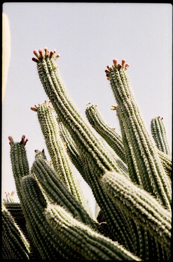 Illes Canàries
